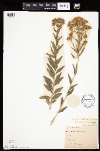 Brickellia eupatorioides image