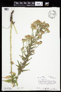 Brickellia eupatorioides image
