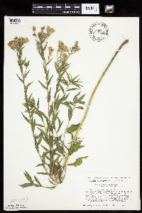 Brickellia eupatorioides image