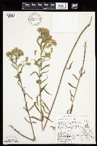 Brickellia eupatorioides image