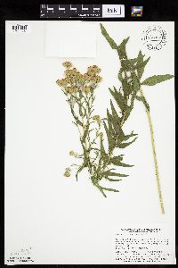 Brickellia eupatorioides image