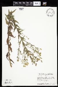 Brickellia eupatorioides image