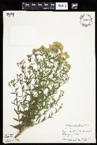 Brickellia eupatorioides image