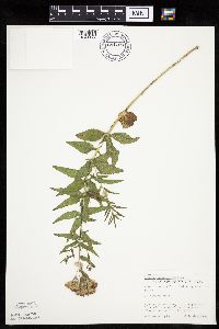 Brickellia eupatorioides image