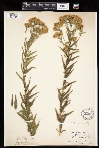 Brickellia eupatorioides image