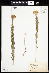 Brickellia eupatorioides image