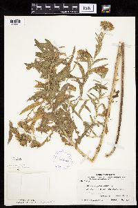 Brickellia eupatorioides image