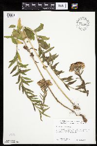 Brickellia eupatorioides image