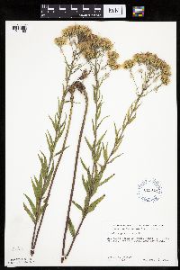 Brickellia eupatorioides image