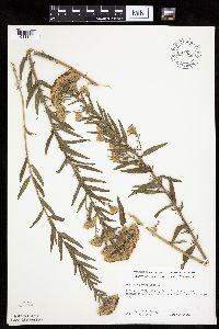 Brickellia eupatorioides image