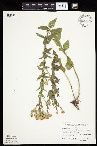 Brickellia eupatorioides image