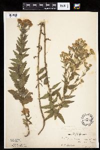 Brickellia eupatorioides image