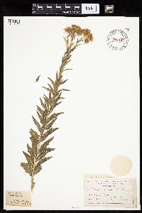 Brickellia eupatorioides image