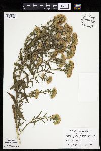 Brickellia eupatorioides image