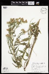 Brickellia eupatorioides image