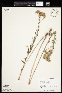 Brickellia eupatorioides image