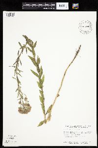 Brickellia eupatorioides image