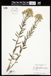 Brickellia eupatorioides image