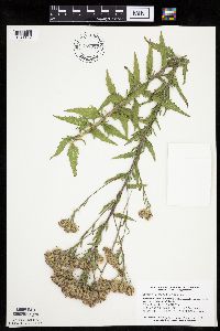 Brickellia eupatorioides image