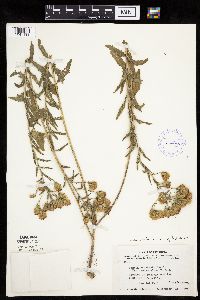 Brickellia eupatorioides image