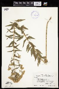 Brickellia eupatorioides image