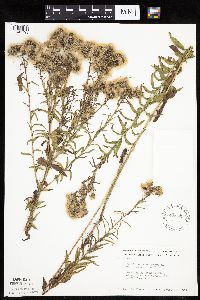 Brickellia eupatorioides image