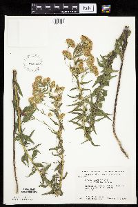 Brickellia eupatorioides image