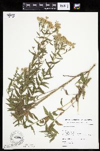 Brickellia eupatorioides image