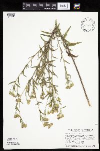 Brickellia eupatorioides image