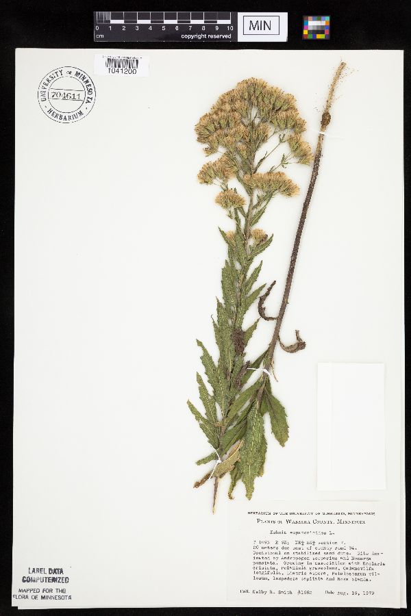 Brickellia eupatorioides var. corymbulosa image