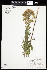 Brickellia eupatorioides image