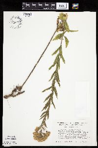 Brickellia eupatorioides image