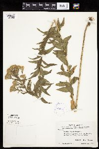 Brickellia eupatorioides image