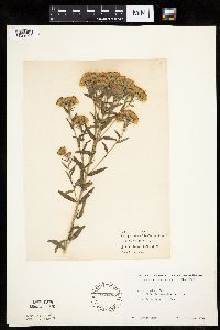 Brickellia eupatorioides image