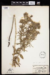 Brickellia eupatorioides image