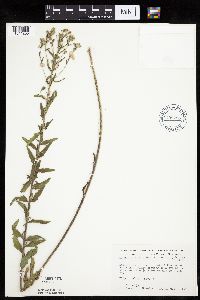 Brickellia eupatorioides image