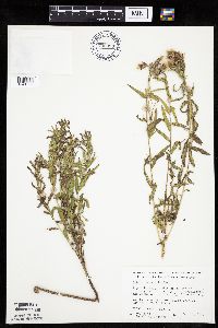 Brickellia eupatorioides image