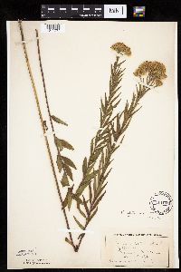 Brickellia eupatorioides image