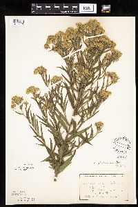 Brickellia eupatorioides image
