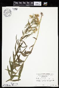 Brickellia eupatorioides image