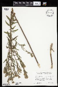 Brickellia eupatorioides image