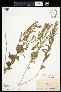 Brickellia eupatorioides image