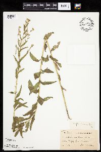 Brickellia eupatorioides image