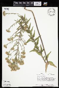 Brickellia eupatorioides image