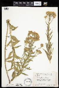 Brickellia eupatorioides image