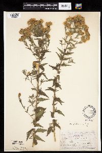 Brickellia eupatorioides image