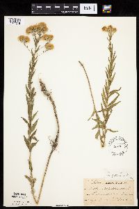 Brickellia eupatorioides image