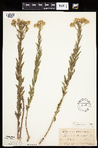Brickellia eupatorioides image