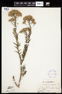 Brickellia eupatorioides image
