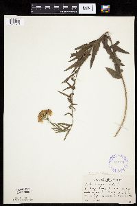 Brickellia eupatorioides image